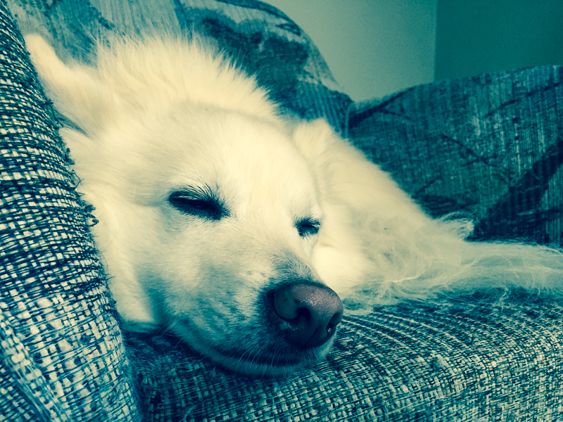 Joey relaxing in floor chair
