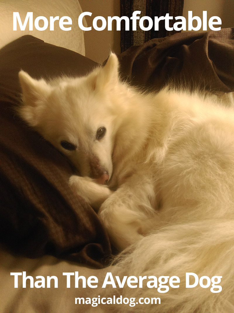 More comfortable than the average dog